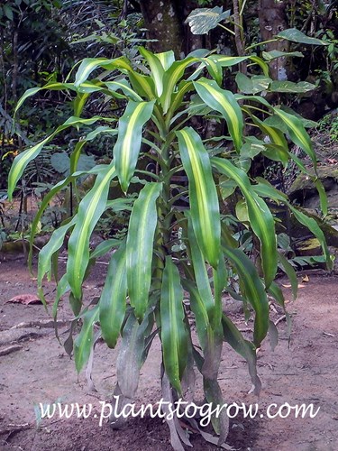 This was growing in the middle of a path in Jamaica.